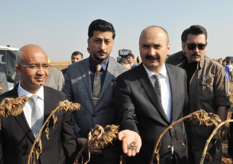 Yağlık ayçiçeği fiyatı belirlendi