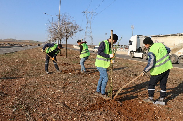 Çevre Yoluna İlk Etapta Bin Çam Fidanı