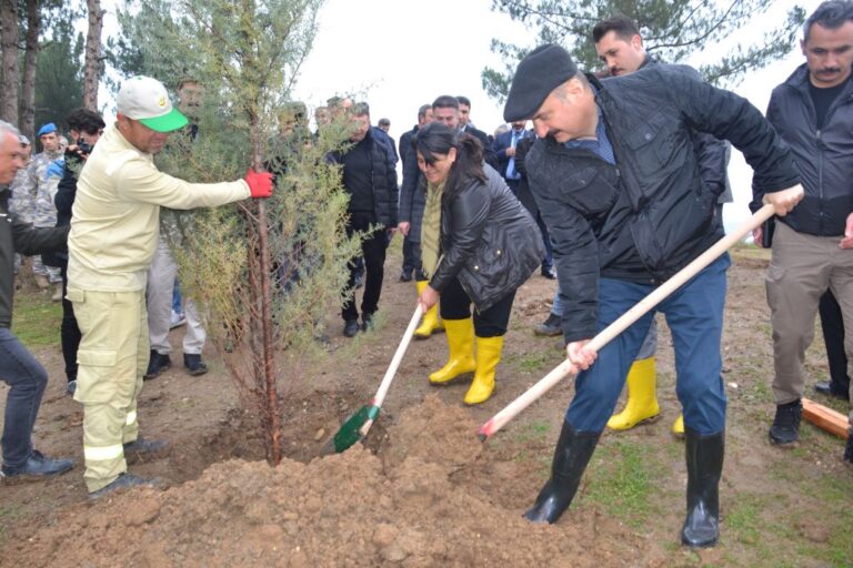 MEHMETÇİK ORMANI 500 FİDAN