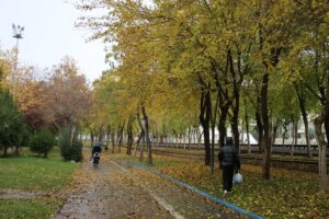 Belediye Sararan Ağaç Yapraklarını Toplamayacak