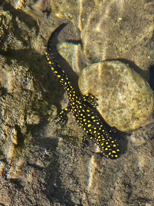 KOZLUK’TA ‘BENEKLİ SEMENDER’ TESPİT EDİLDİ