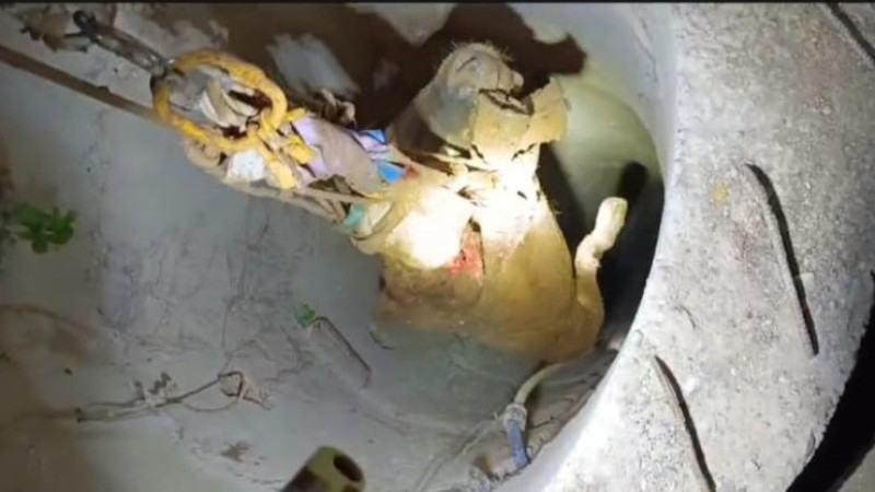 Kuyuya düşen inek kurtarıldı