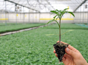 Batman’da Seracılığa 11 Milyon TL Destek