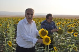 1600 Dönüme ayçiçeği ekildi