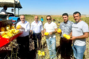 Çerezlik kabak hasadı yapıldı