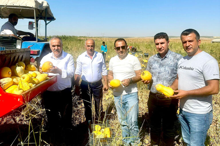 Çerezlik kabak hasadı yapıldı