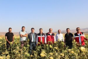 Ayçiçeği üretim alanlarını incelediler
