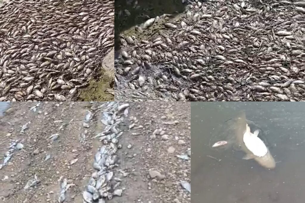 DİCLE NEHRİNDE KATLİAM VAR