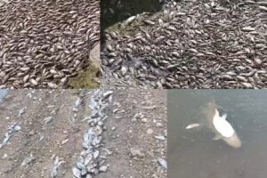 DİCLE NEHRİNDE KATLİAM VAR