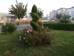 AĞAÇLAR ONLARIN ELİNDE DAHA DA GÜZELLEŞİYOR