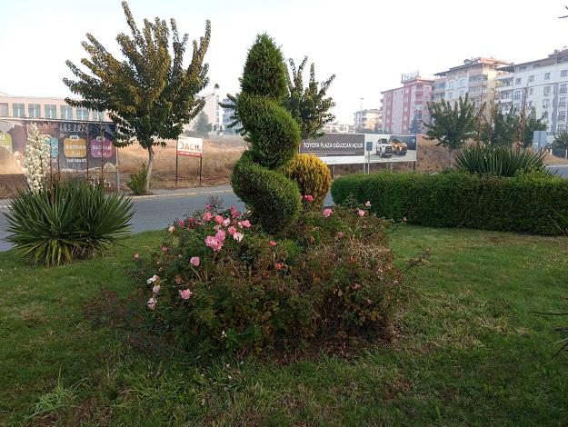 AĞAÇLAR ONLARIN ELİNDE DAHA DA GÜZELLEŞİYOR