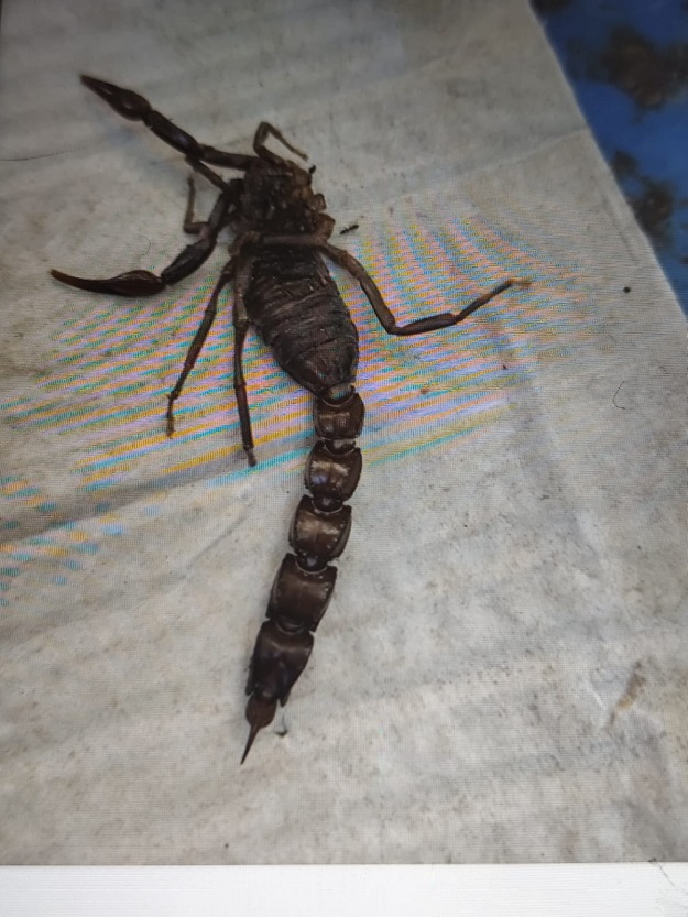 İLUH’TA AKREP KÂBUSU BİTMİYOR