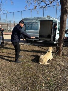 KISIRLAŞTIRMA VE AŞILAMA ÇALIŞMALARI DEVAM EDİYOR