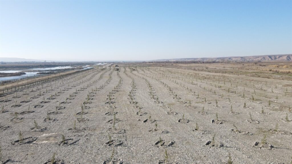 3 Bin 620 Fidan Toprakla Buluştu