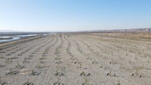 3 Bin 620 Fidan Toprakla Buluştu