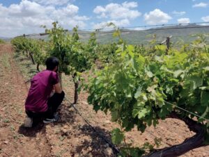 MEZRONE VE TAYFİ ÜZÜMÜ AKADEMİK ÇALIŞMAYA KONU OLDU