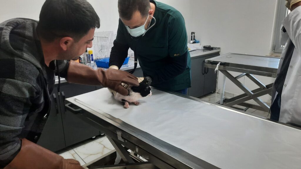 Kediye saldıran şahsa soruşturma