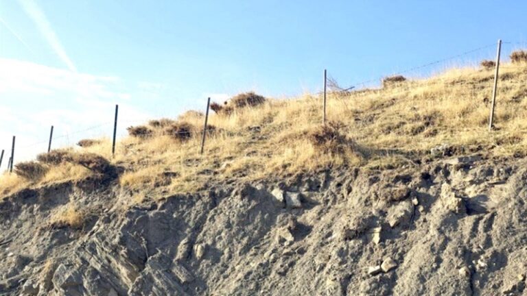 Batman’da Bal Ormanı Oluşturuldu