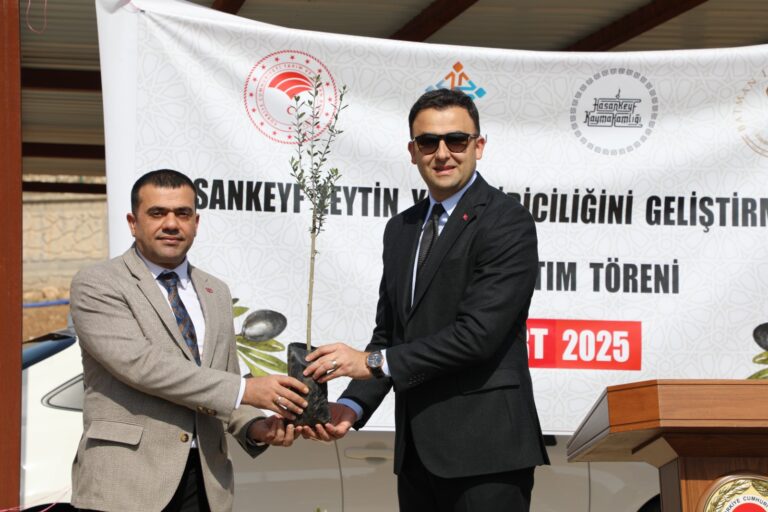 5 Bin zeytin fidanı dağıtıldı