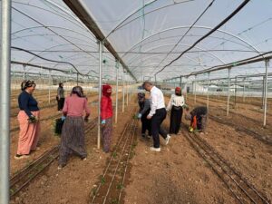“Tohum toprağa düşse, ona ‘öldü’ denilebilir mi?”