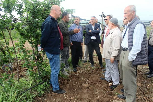 Böğürtlen yetiştiriciliğine büyük rağbet