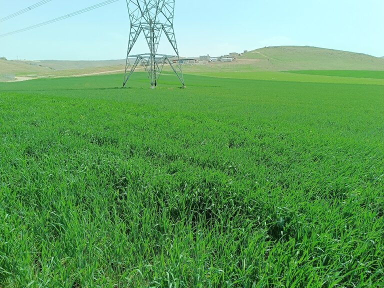 Yağmurlar kente baharı getirdi