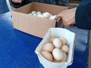 Organik yumurtalar cep yakıyor