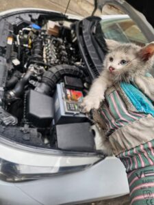 İTFAİYE EKİPLERİ MİNİK KEDİYİ BULUNDUĞU YERDEN KURTARDI