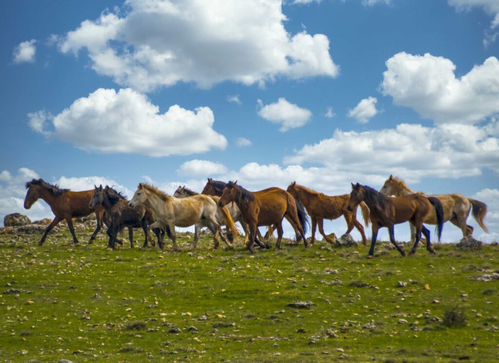 Raman’ın özgür ruhları