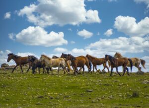 Raman’ın özgür ruhları