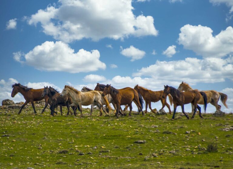 Raman’ın özgür ruhları