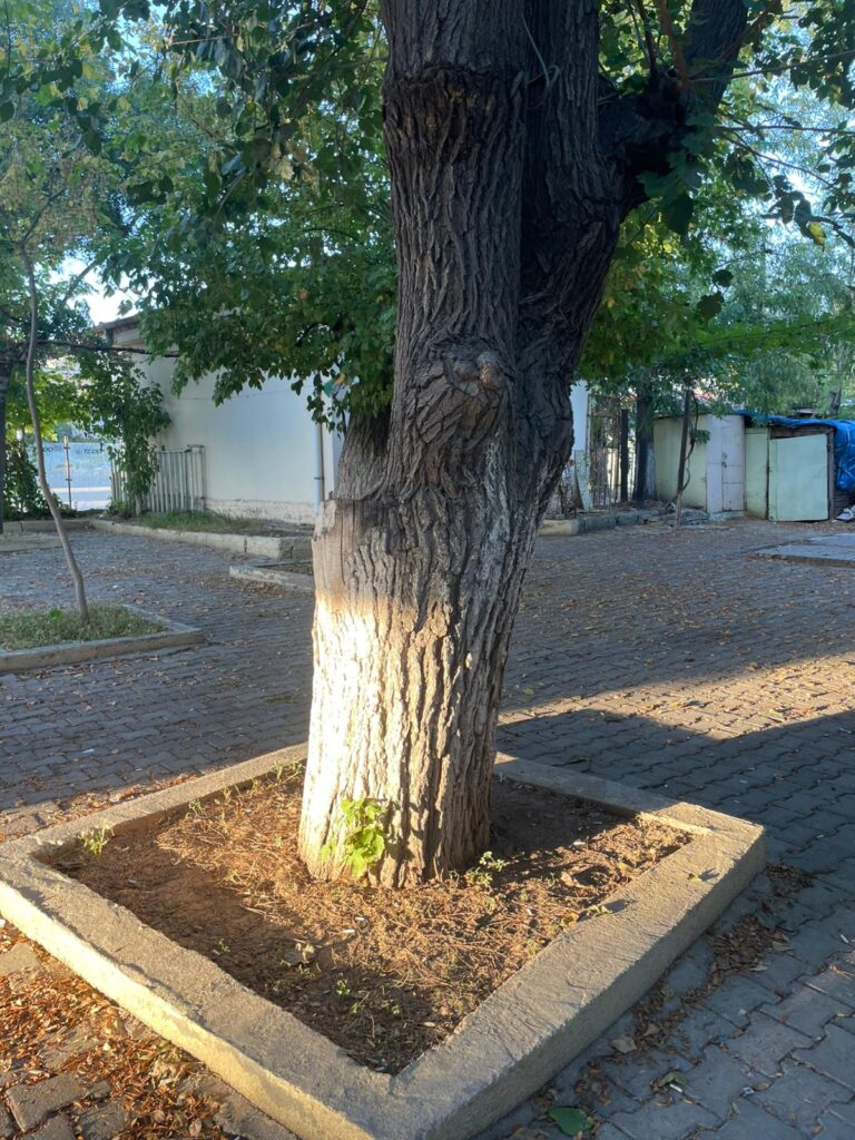 Batman Garı’nın Asırlık Ağaçlarına Kıymayın!