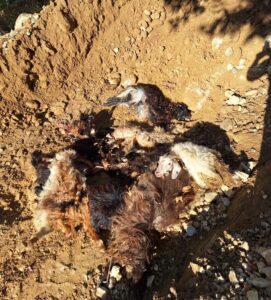 Sason’da Kurt Saldırısı: 10 Keçi Telef Oldu, 10 Keçi Yaralandı