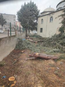 Cami Avlusunda Doğa Cinayeti: Sağlıklı Ağaçlar Kesildi
