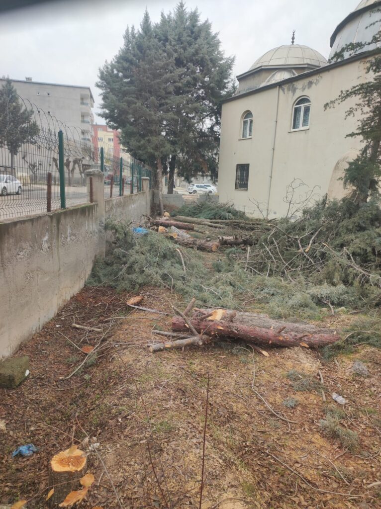 Cami Avlusunda Doğa Cinayeti: Sağlıklı Ağaçlar Kesildi