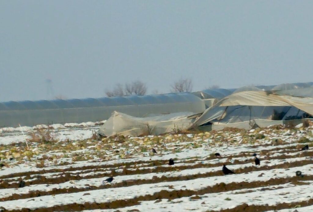 Batman’da Kar Felaketi: 100 Dönüm Sera Çöktü