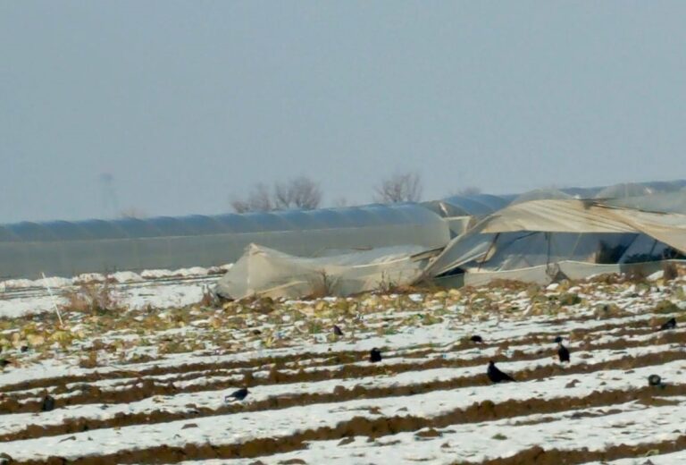 Batman’da Kar Felaketi: 100 Dönüm Sera Çöktü